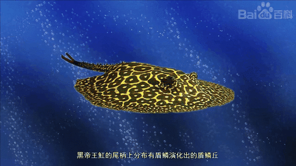 如何判斷黑帝王魟魚是否性成熟？，如何判斷黑帝王魟魚是否性成熟