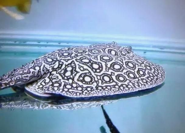 如何判斷黑帝王魟魚是否性成熟？，如何判斷黑帝王魟魚是否性成熟