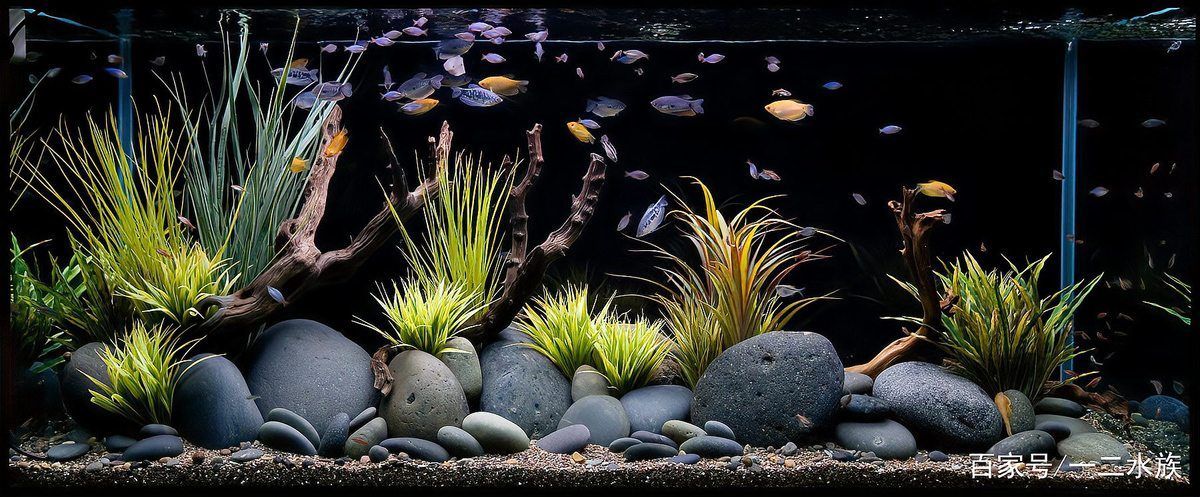 火龍魚中毒后有哪些治療方法，關于火龍魚中毒的一些建議