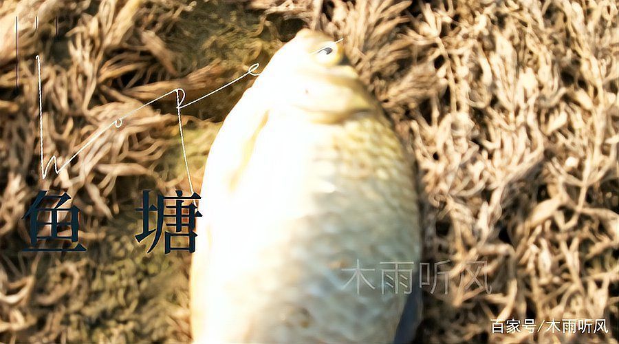 火龍魚中毒后有哪些治療方法，關于火龍魚中毒的一些建議