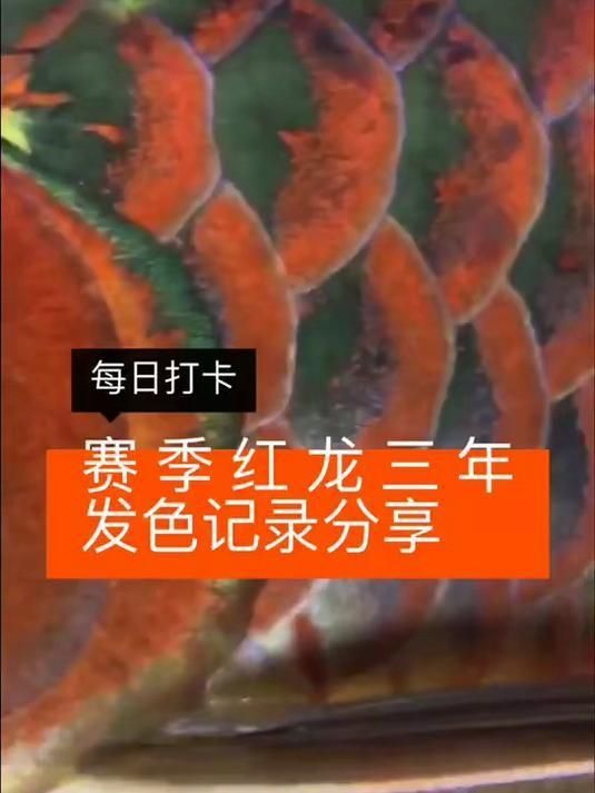有沒有紅龍魚變色過程的視頻，紅龍魚發(fā)色階段有哪些特征紅龍魚發(fā)色階段有哪些特征