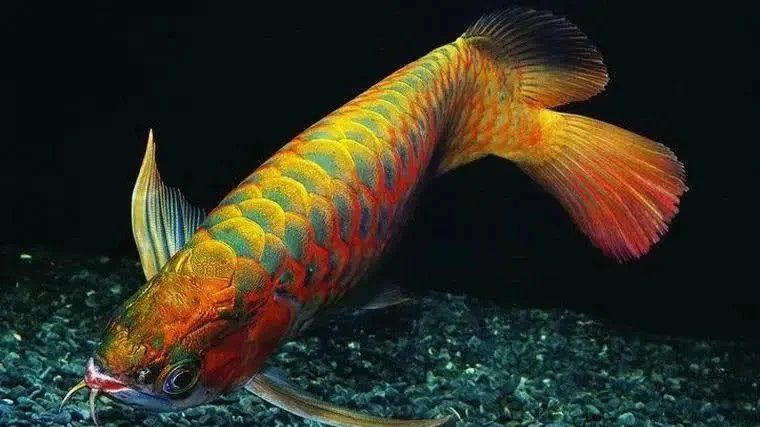 養龍魚有哪些常見的誤區？，養龍魚時常見的幾大誤區