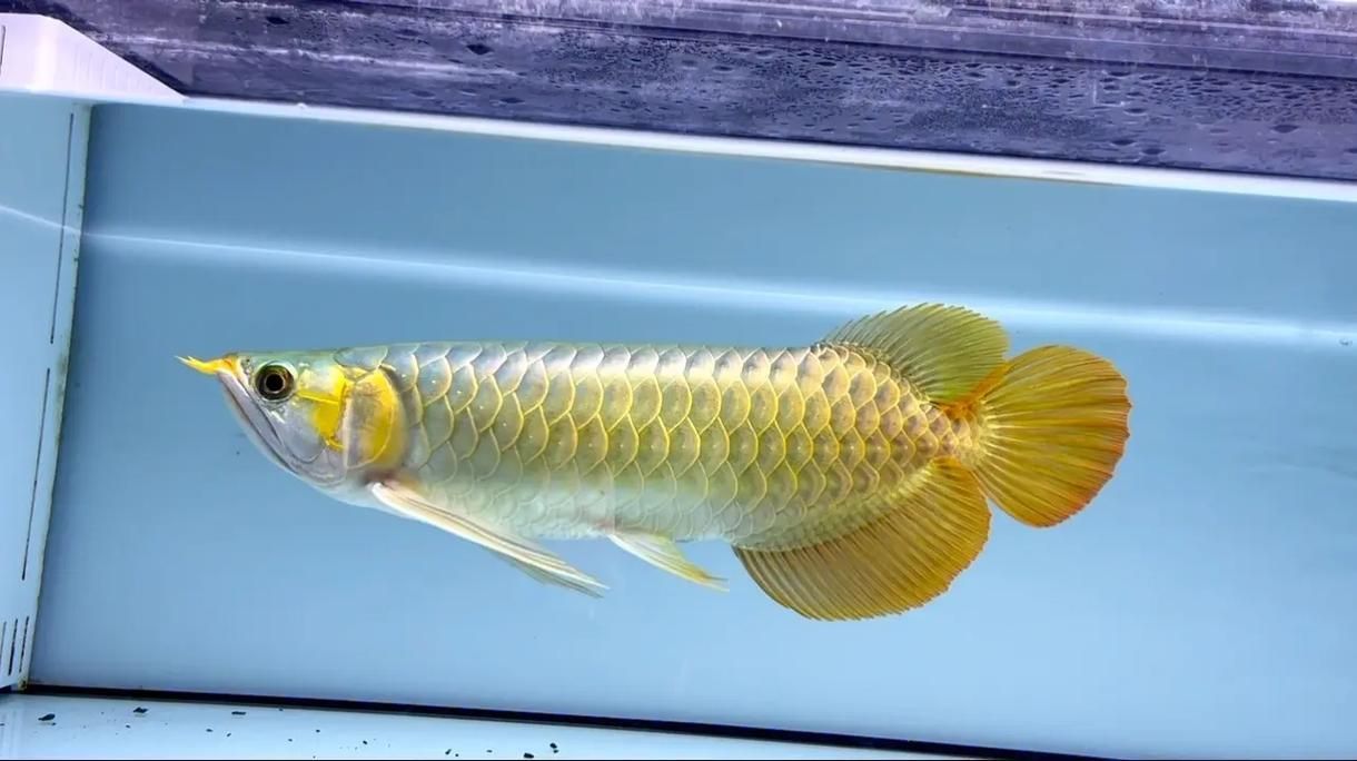 龍魚寬體基因有哪些優勢，龍魚寬體基因在養殖中的應用