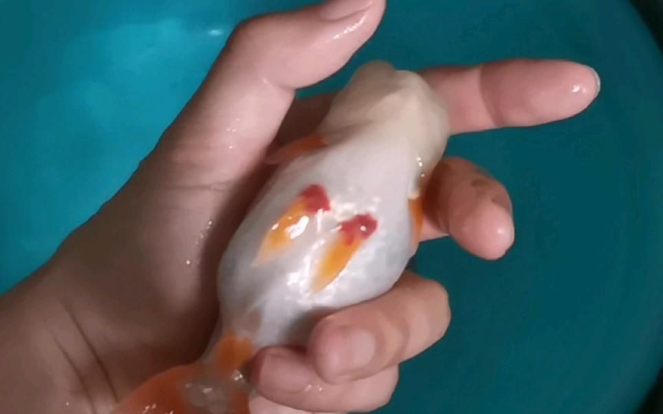 魚充血不治療會自愈嗎，養魚筆記第3季83集養魚志,魚充血能自愈嗎