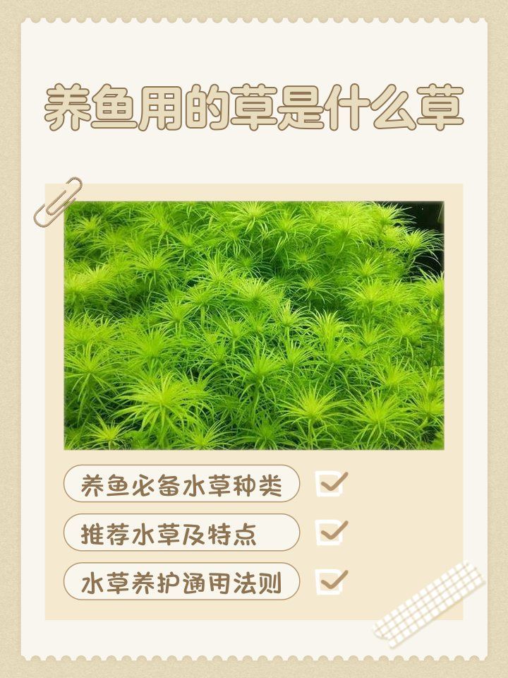 有哪些水草適合龍魚缸？，龍魚缸水草種植技巧,如何搭配龍魚缸的水草?