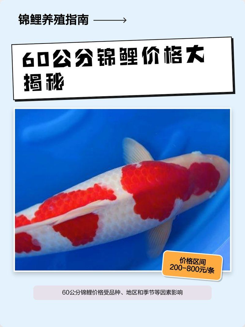 紅白錦鯉的價格范圍是多少？，紅白錦鯉價格大揭秘:哪些錦鯉最昂貴折耳貓狂熱人