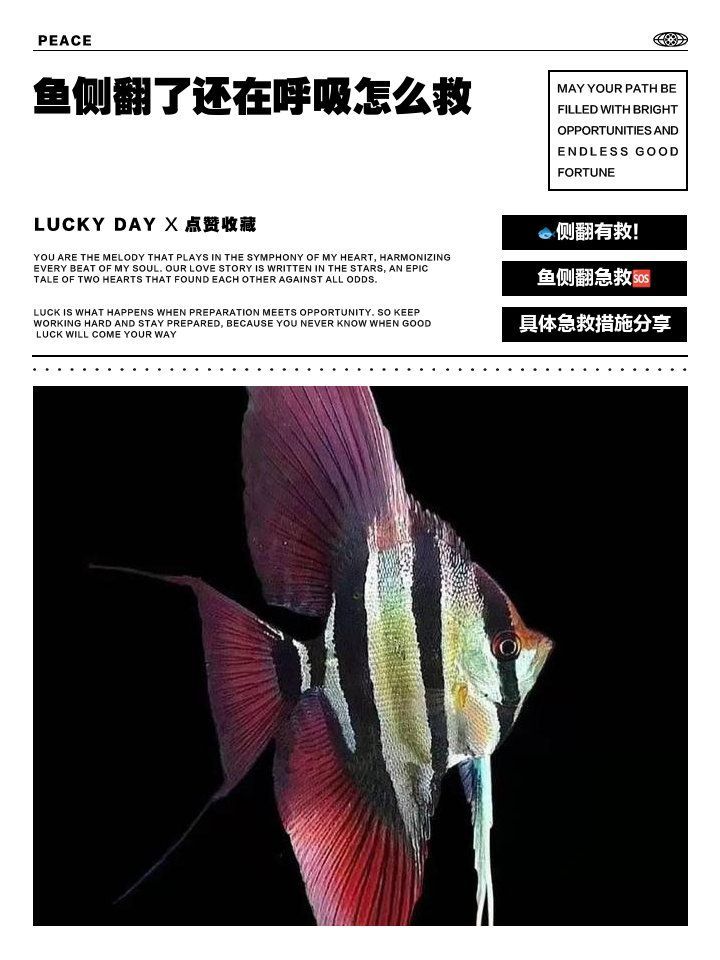 魚缺氧翻身了怎么搶救