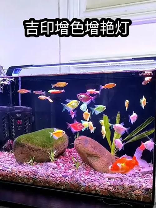 有哪些品牌的魚缸燈光推薦，魚缸燈光的選擇對(duì)于提升觀賞效果和生態(tài)環(huán)境至關(guān)重要