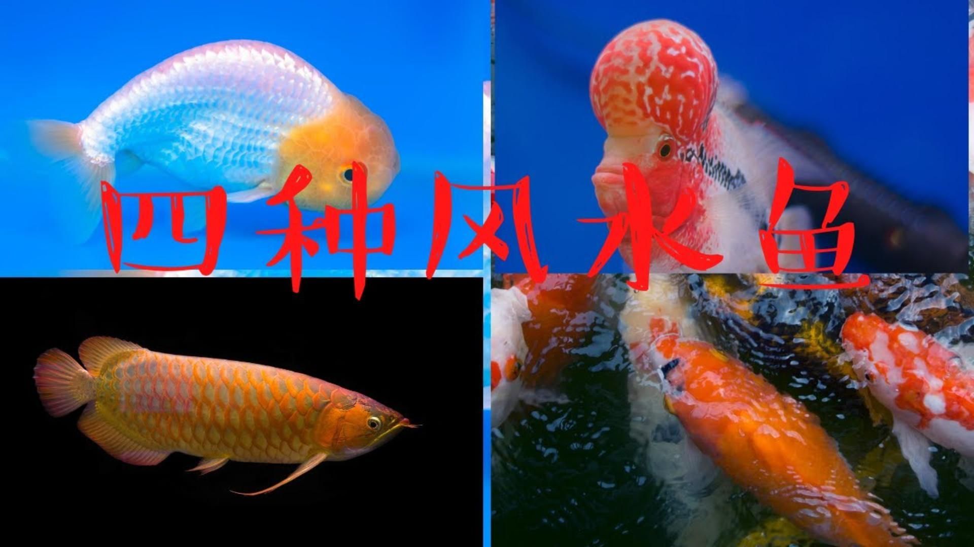 風水魚中哪個品種最吉祥，6種常見的風水魚及其吉祥寓意，孔雀魚飼料值得推薦