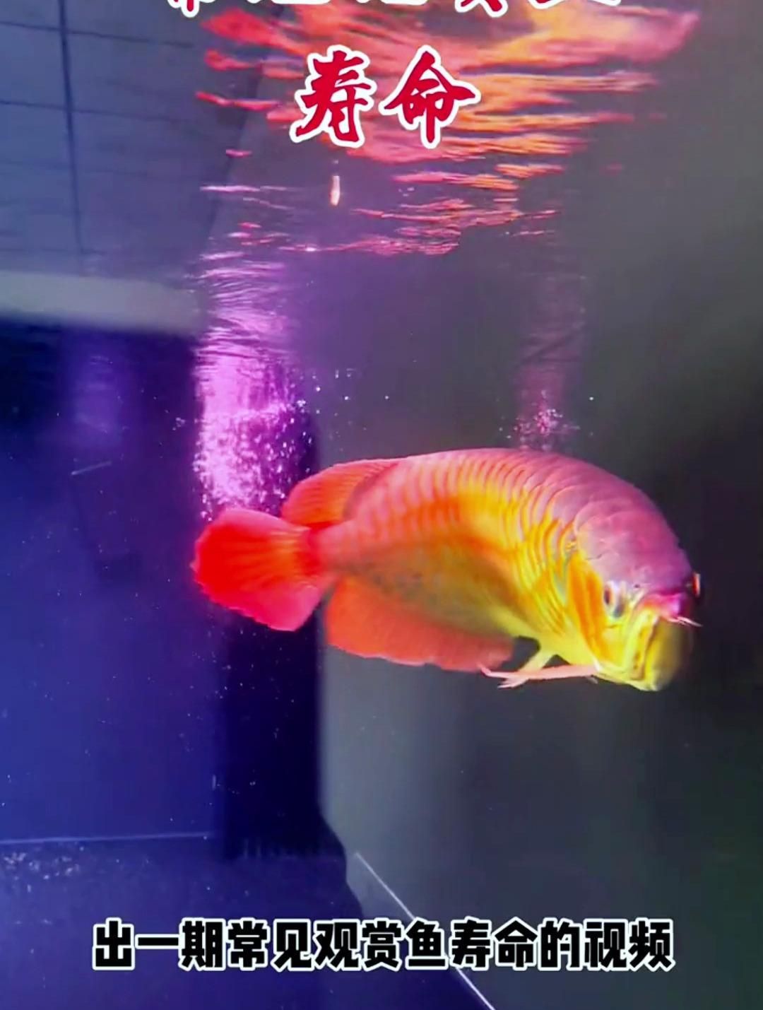 紅龍和金龍的壽命有多長