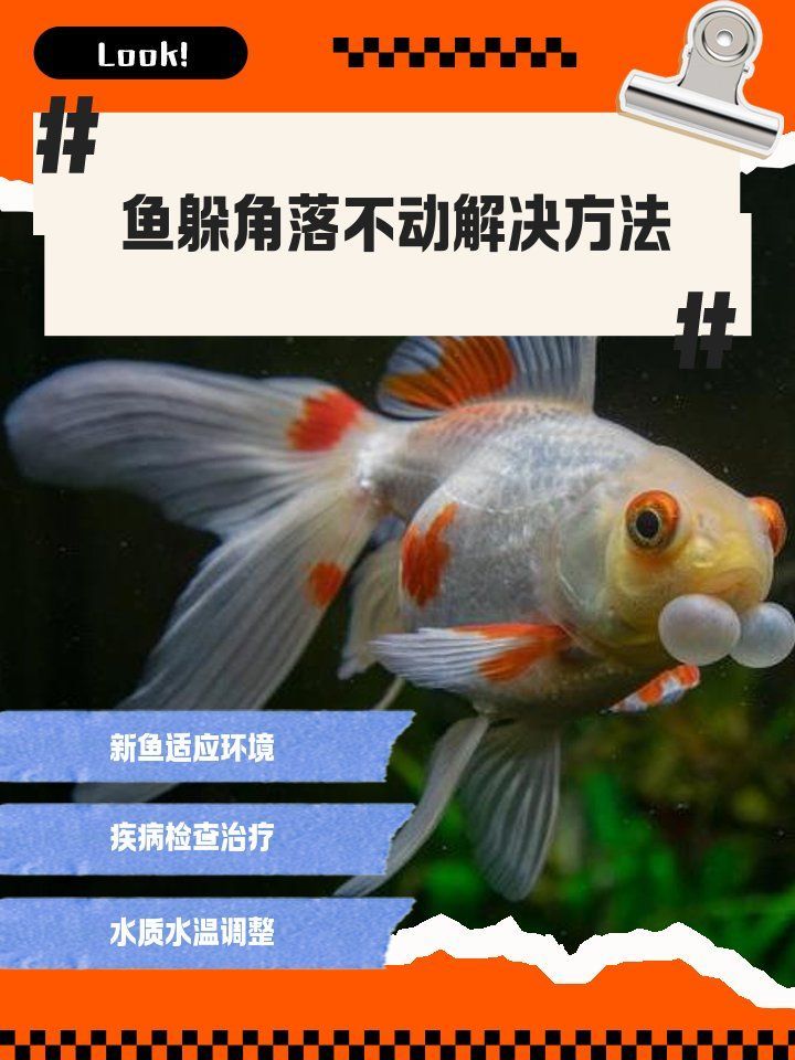 魚突然不活躍,躲在角落，魚突然不活躍、躲在角落，魚突然不活躍、躲在角落、躲在角落