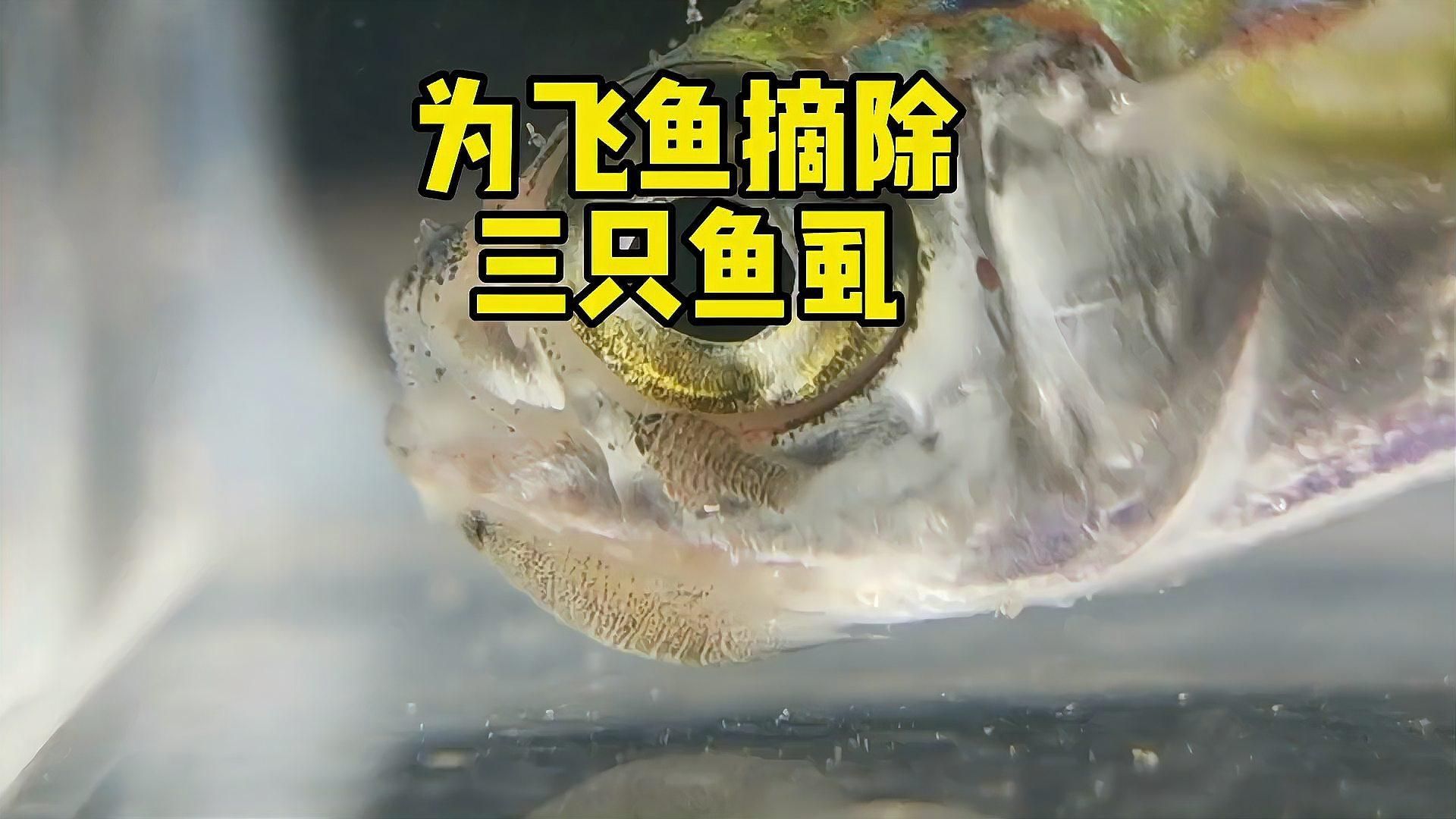 如何預防魚虱感染，如何預防魚虱感染完成調用工具arxiv論文助手