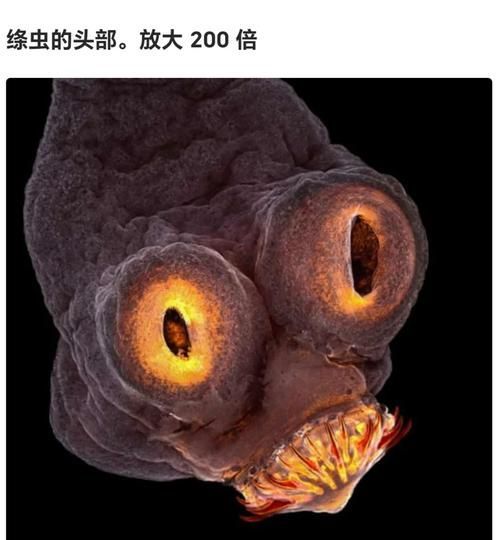 如何預防魚虱感染，如何預防魚虱感染完成調用工具arxiv論文助手