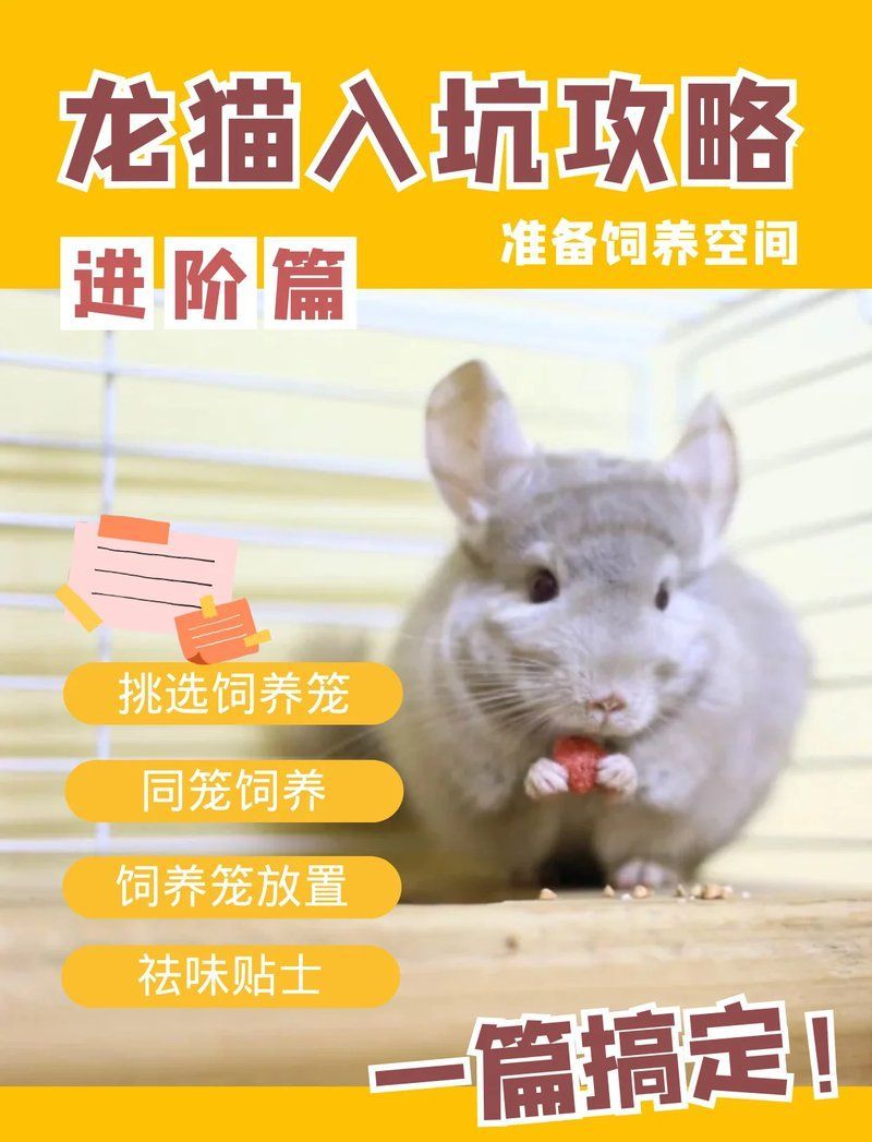 龍貓籠養需要哪些配套設施，龍貓養護攻略
