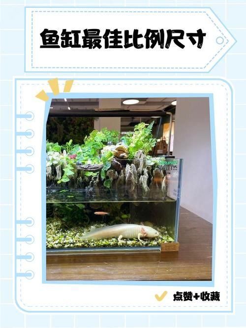 如何判斷一個龍魚專用缸的好壞？，如何判斷一個優質的龍魚專用缸？