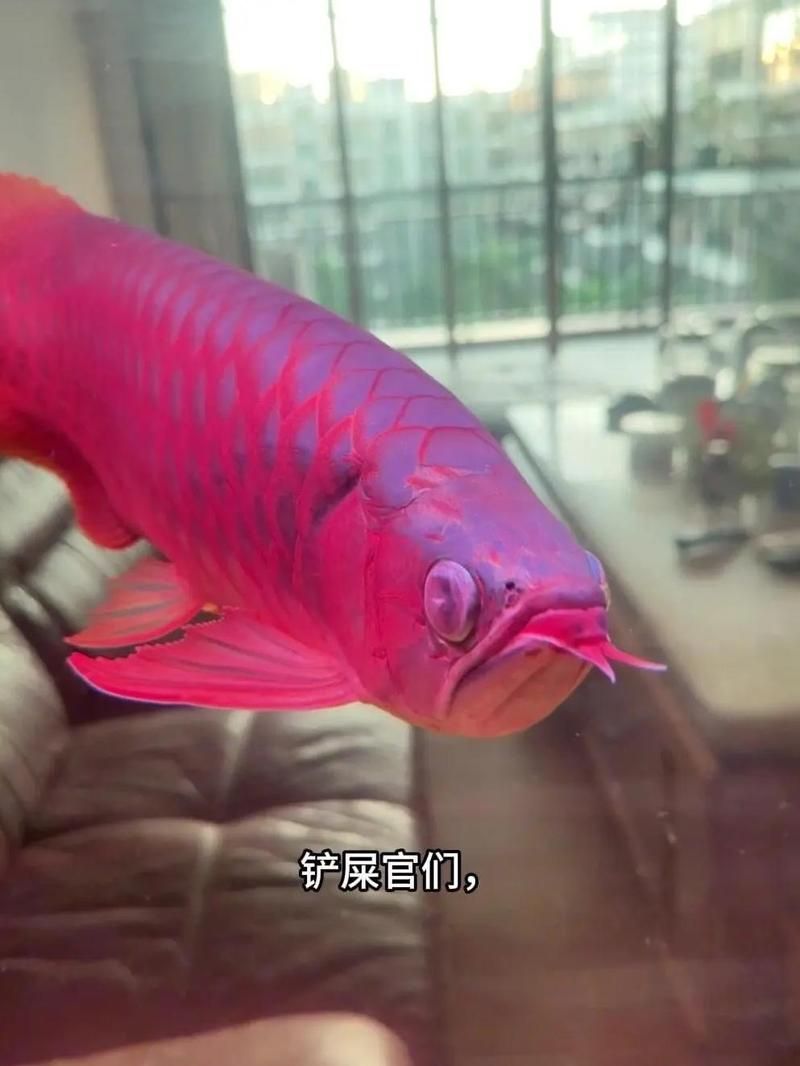 龍魚蒙眼癥能自愈嗎，龍魚蒙眼癥可以自愈嗎