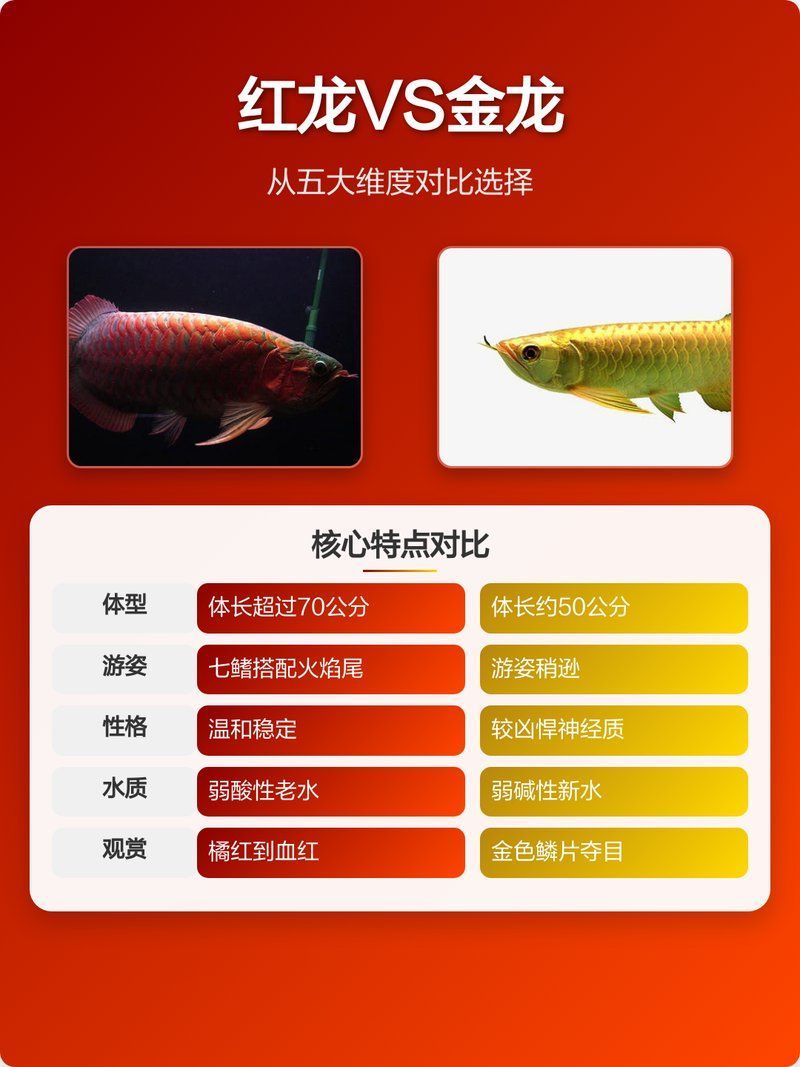 如何區(qū)分紅龍和金龍