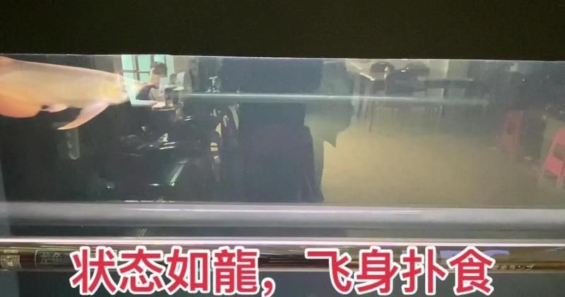 如何判斷龍魚是否形成條件反射