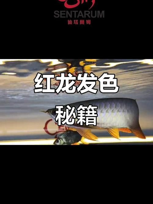 紅龍發色基礎教程，紅龍發色基礎教程,紅龍魚與高端觀賞魚的代表