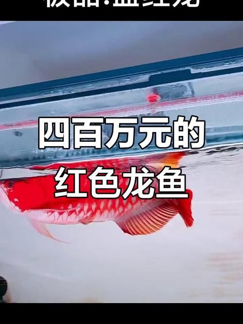 紅龍發色基礎教程，紅龍發色基礎教程,紅龍魚與高端觀賞魚的代表