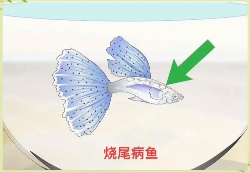 如何判斷魚是否患有爛尾巴病，如何判斷金魚是否患有爛尾巴病