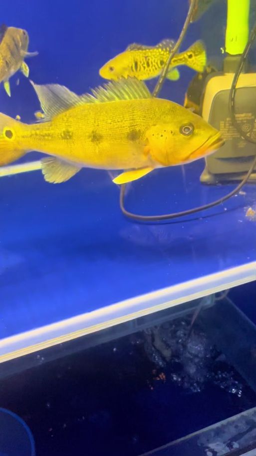 給我一些龍魚浮頭的圖片，關于龍魚浮頭的一些圖片