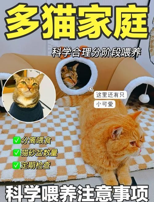 如何科學喂養多只貓，多貓家庭如何喂養