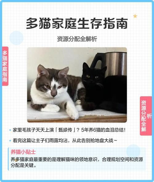 如何科學喂養多只貓，多貓家庭如何喂養