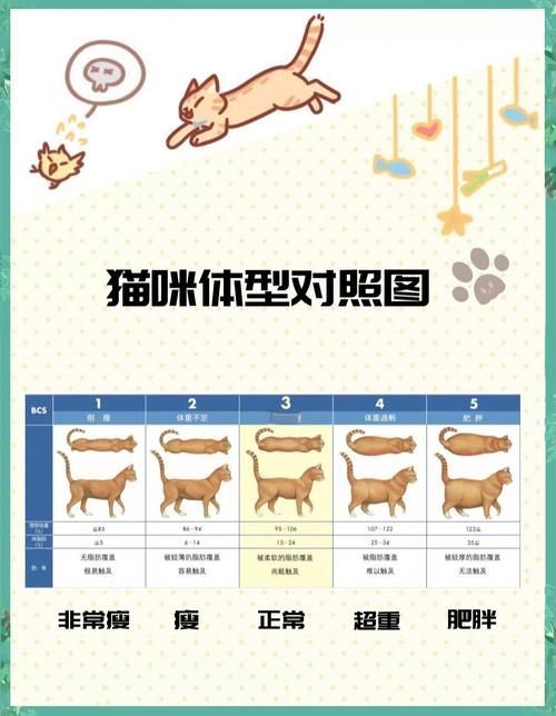 如何科學喂養多只貓，多貓家庭如何喂養