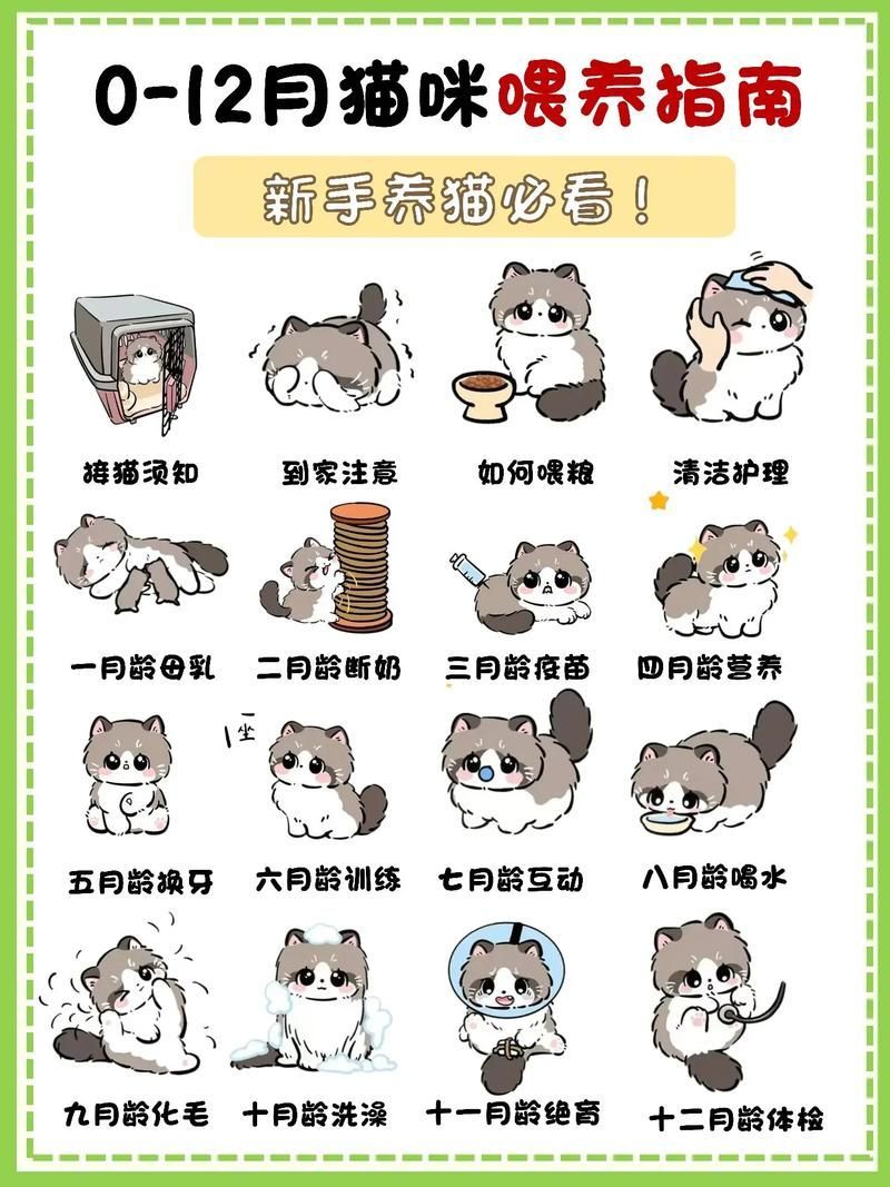 如何科學(xué)喂養(yǎng)多只貓，多貓家庭如何喂養(yǎng)