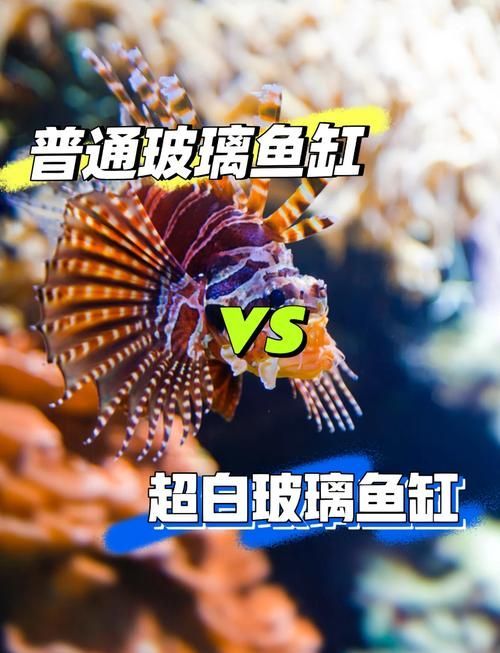 如何判斷龍魚魚缸的材質(zhì)好壞？，判斷龍魚魚缸材質(zhì)好壞的幾個關(guān)鍵指標(biāo)，新手養(yǎng)魚必看