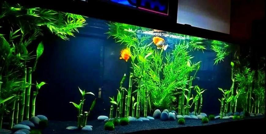 如何判斷龍魚魚缸的材質(zhì)好壞？，判斷龍魚魚缸材質(zhì)好壞的幾個關鍵指標，新手養(yǎng)魚必看