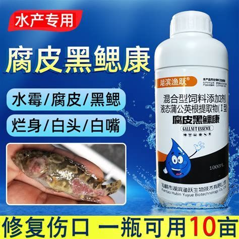 龍魚爛鰓是什么原因，龍魚爛鰓怎么辦