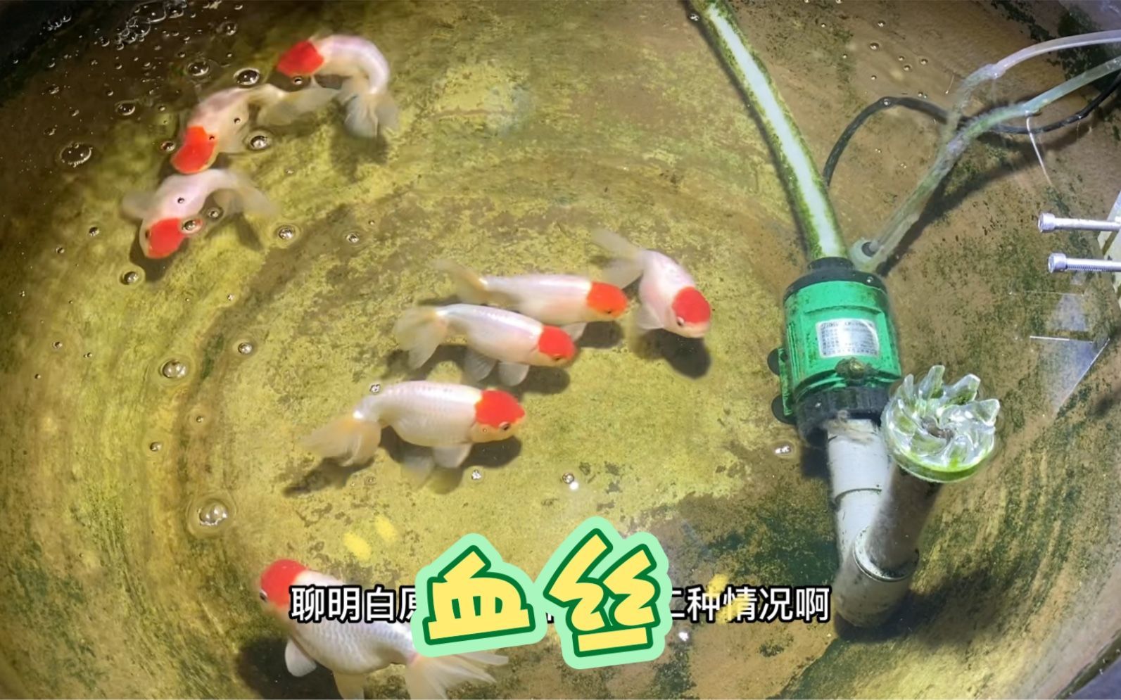 鯉魚尾鰭有血絲