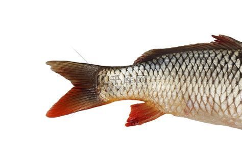鯉魚尾鰭有血絲