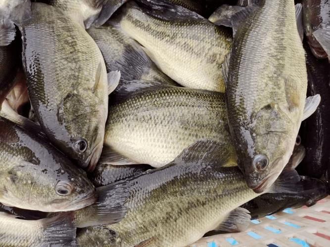 郁南縣龍魚有哪些特色品種？，關(guān)于郁南縣龍魚的認(rèn)定