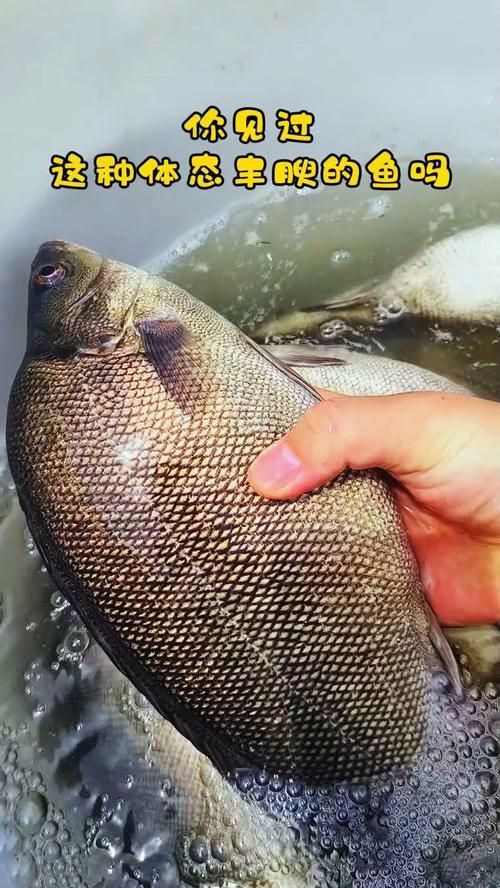 郁南縣龍魚有哪些特色品種？，關(guān)于郁南縣龍魚的認定