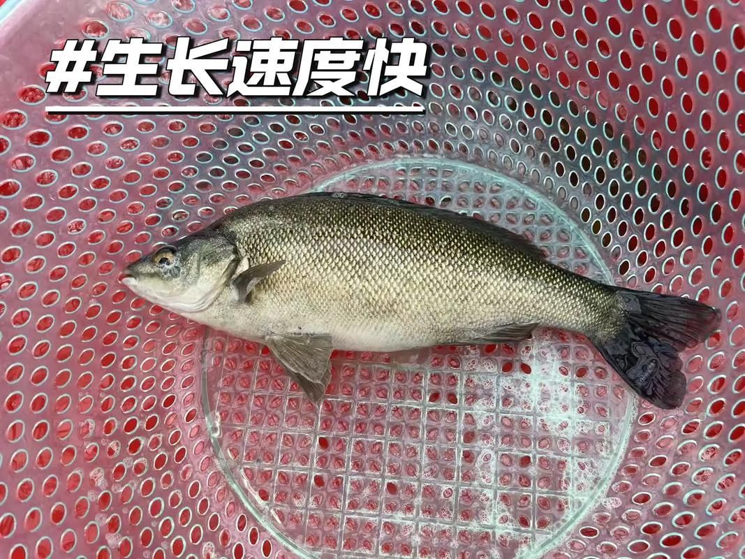 郁南縣龍魚有哪些特色品種？，關(guān)于郁南縣龍魚的認(rèn)定