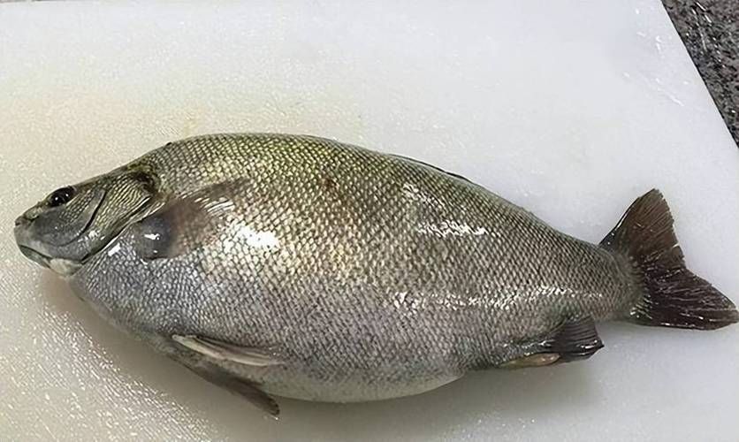 郁南縣龍魚有哪些特色品種？，關(guān)于郁南縣龍魚的認定