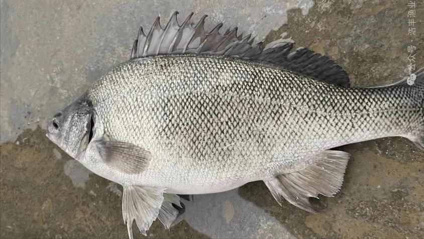 郁南縣龍魚有哪些特色品種？，關(guān)于郁南縣龍魚的認(rèn)定