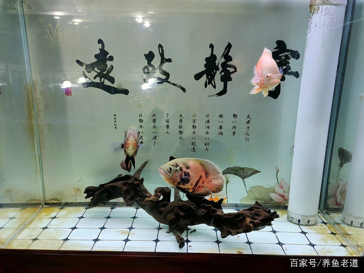 如何逐步過渡到活魚投喂，養(yǎng)魚老道，金魚科學(xué)投喂指南，需要注意哪些事項(xiàng)