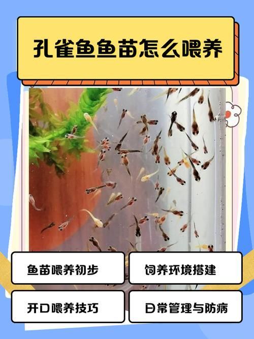 如何逐步過渡到活魚投喂，養(yǎng)魚老道，金魚科學(xué)投喂指南，需要注意哪些事項(xiàng)