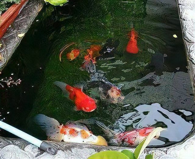 如何逐步過渡到活魚投喂，養(yǎng)魚老道，金魚科學(xué)投喂指南，需要注意哪些事項(xiàng)