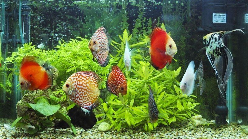 龍魚有寄生蟲自己能恢復嗎，龍魚有寄生蟲自己能恢復嗎龍魚寄生蟲自己能恢復嗎