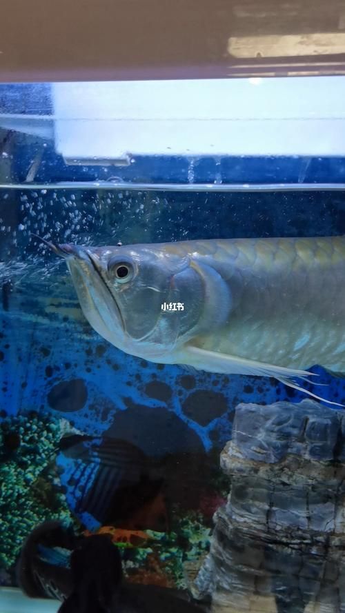 給我更多大龍魚的圖片資源，大龍魚的價格是多少？