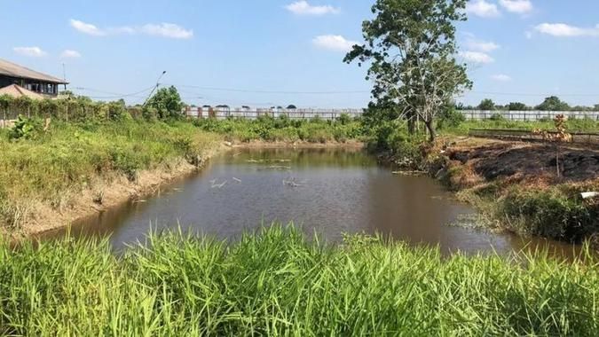 哪里可以買到正宗的大港龍魚？，哪里能買到正宗的大港龍魚？