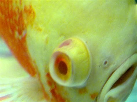 龍魚眼睛白色凸起破了多久會恢復？，龍魚眼睛白色凸起破了多久會恢復