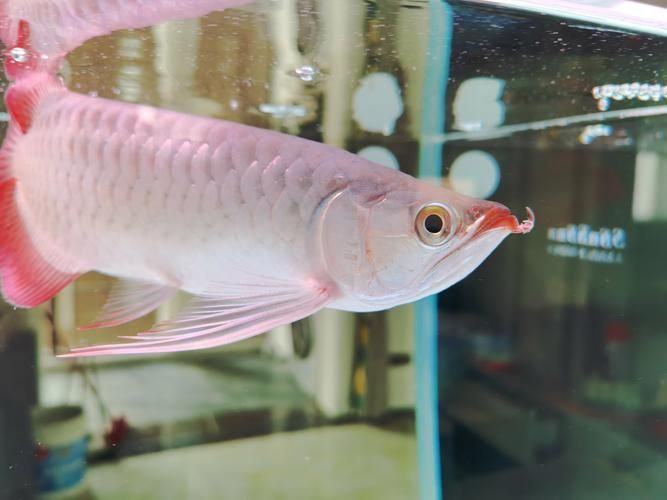 如何保持龍魚胡須的挺直和對稱？，如何保持龍魚胡須挺直和對稱