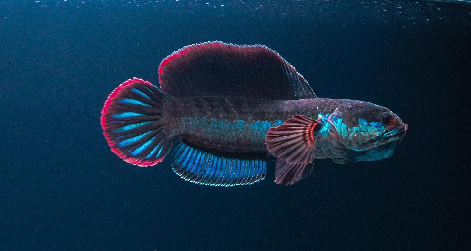 有哪些雷龍魚品種發(fā)色效果最佳，發(fā)色效果最佳的雷龍魚品種