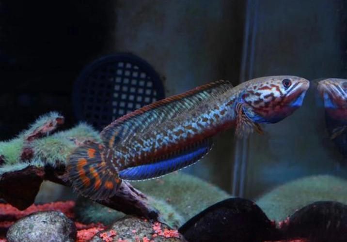 有哪些雷龍魚品種發(fā)色效果最佳，發(fā)色效果最佳的雷龍魚品種